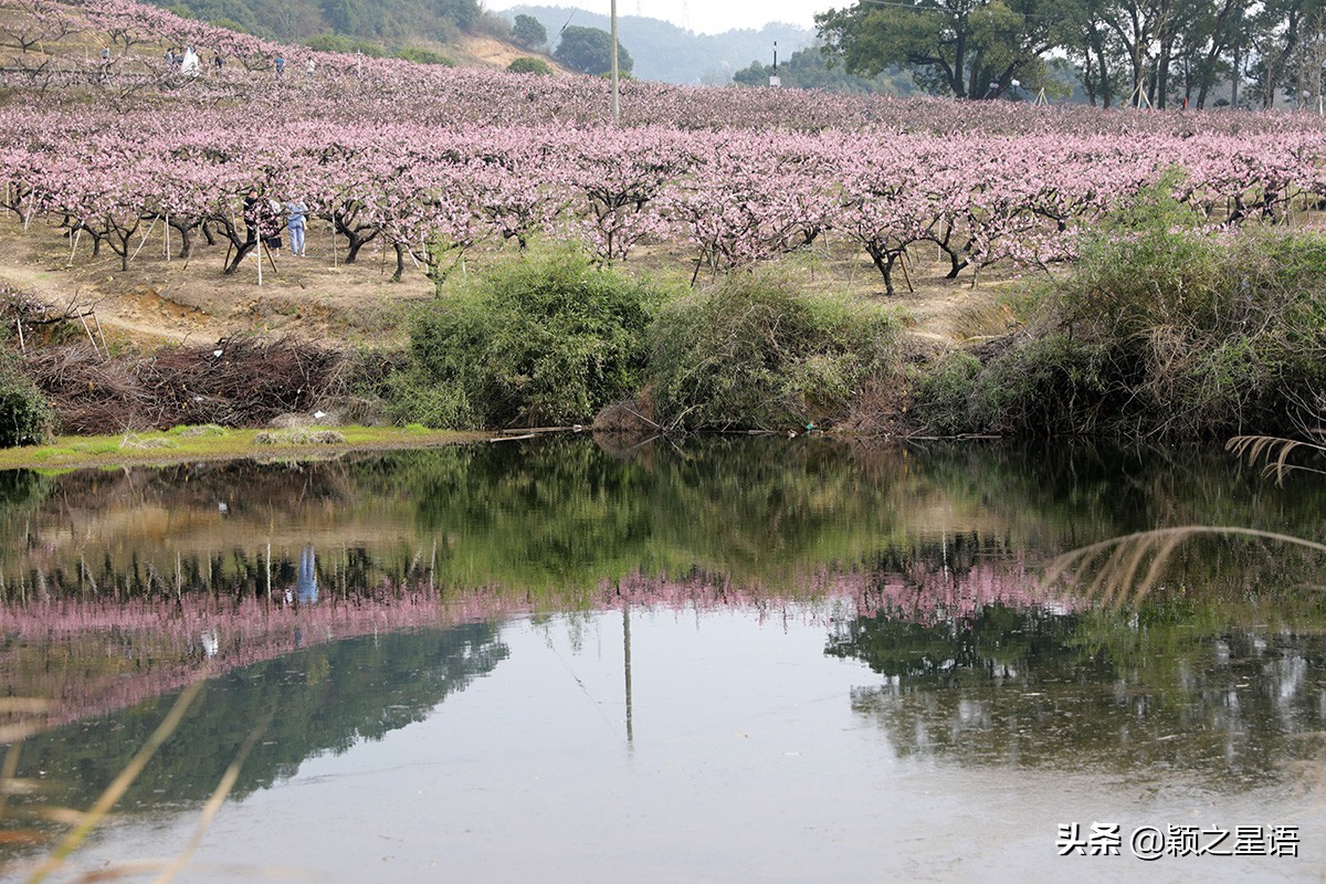 天下第一桃花源风景区,天下第一桃园图片