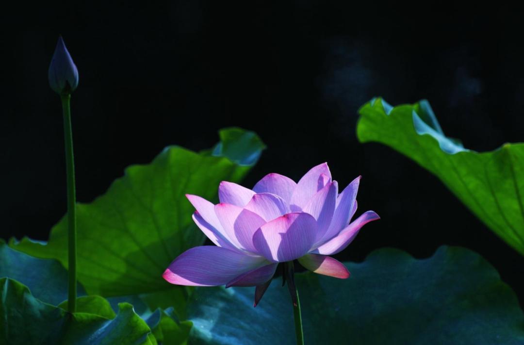 10句描写荷花的经典古诗词,描写荷花的古诗句20首