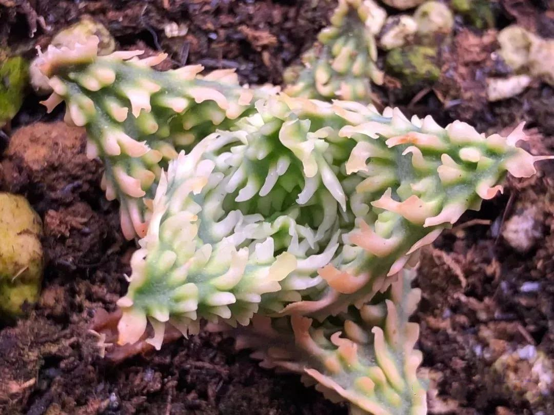 园艺观赏芦荟,园艺芦荟图鉴说明