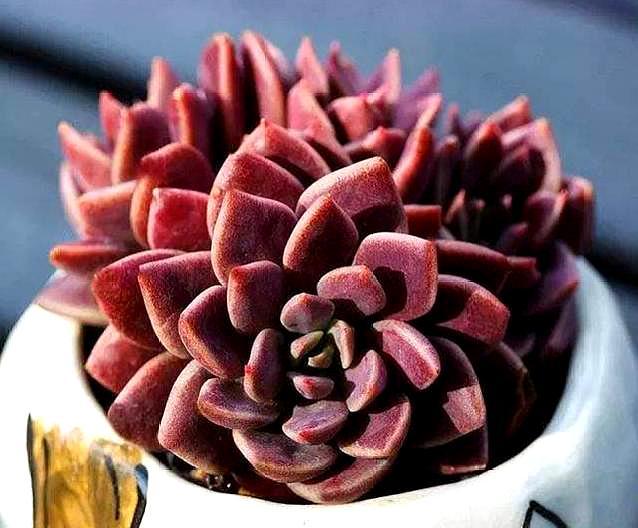 新手夏季多肉如何养,夏天养多肉的技巧和方法