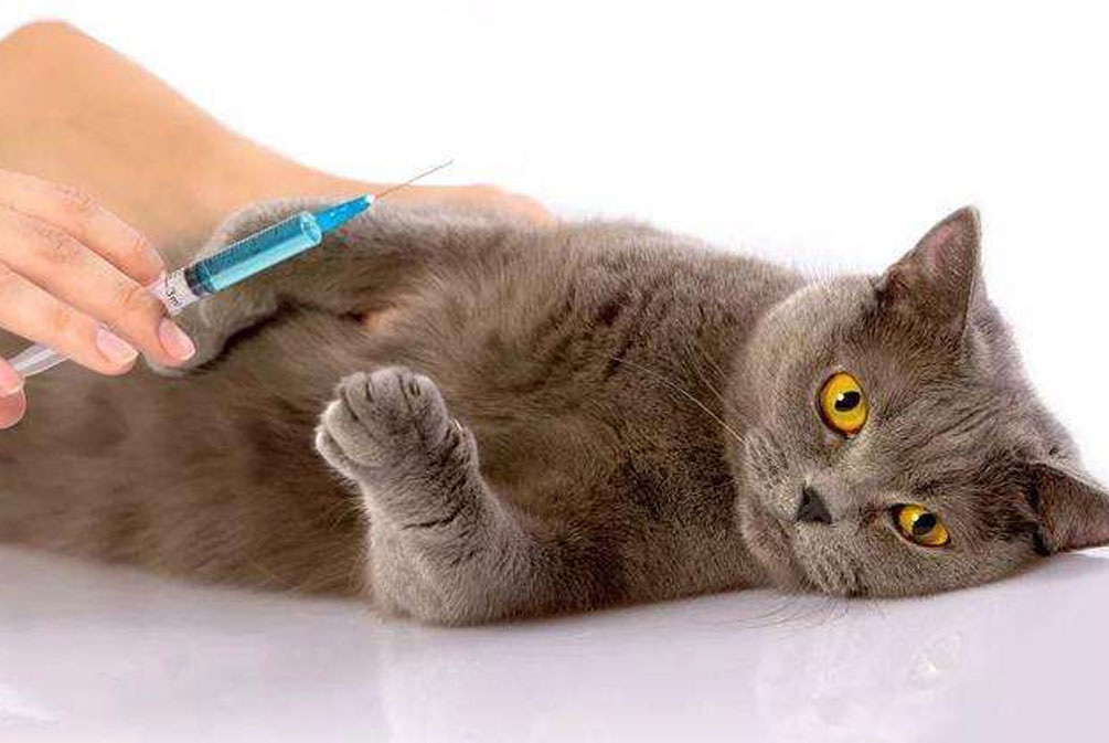 猫咪常见的几种疾病铲屎官必看,猫爪冰凉是怎么回事