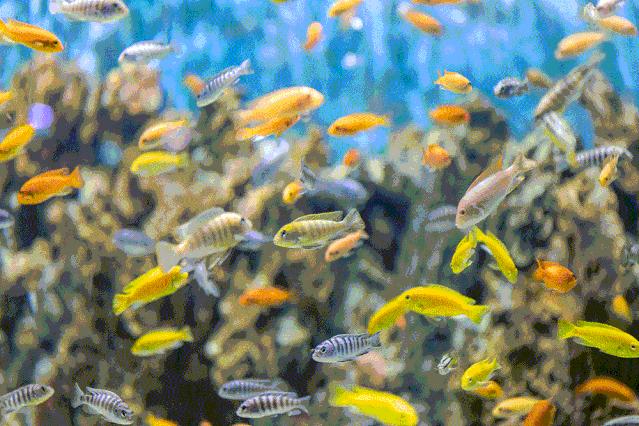 2020儿童滑步车赛事嘉年华,2023中国儿童滑步车超级联赛计划