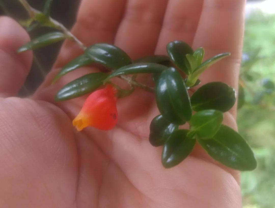 金鱼吊兰开出来的花图片,开花像金鱼一样的吊兰