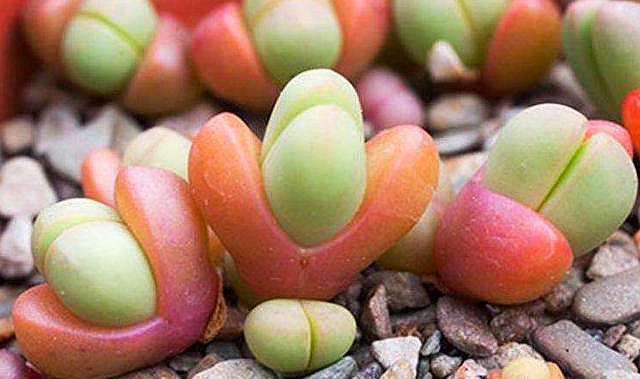 新手夏季多肉如何养,夏天养多肉的技巧和方法