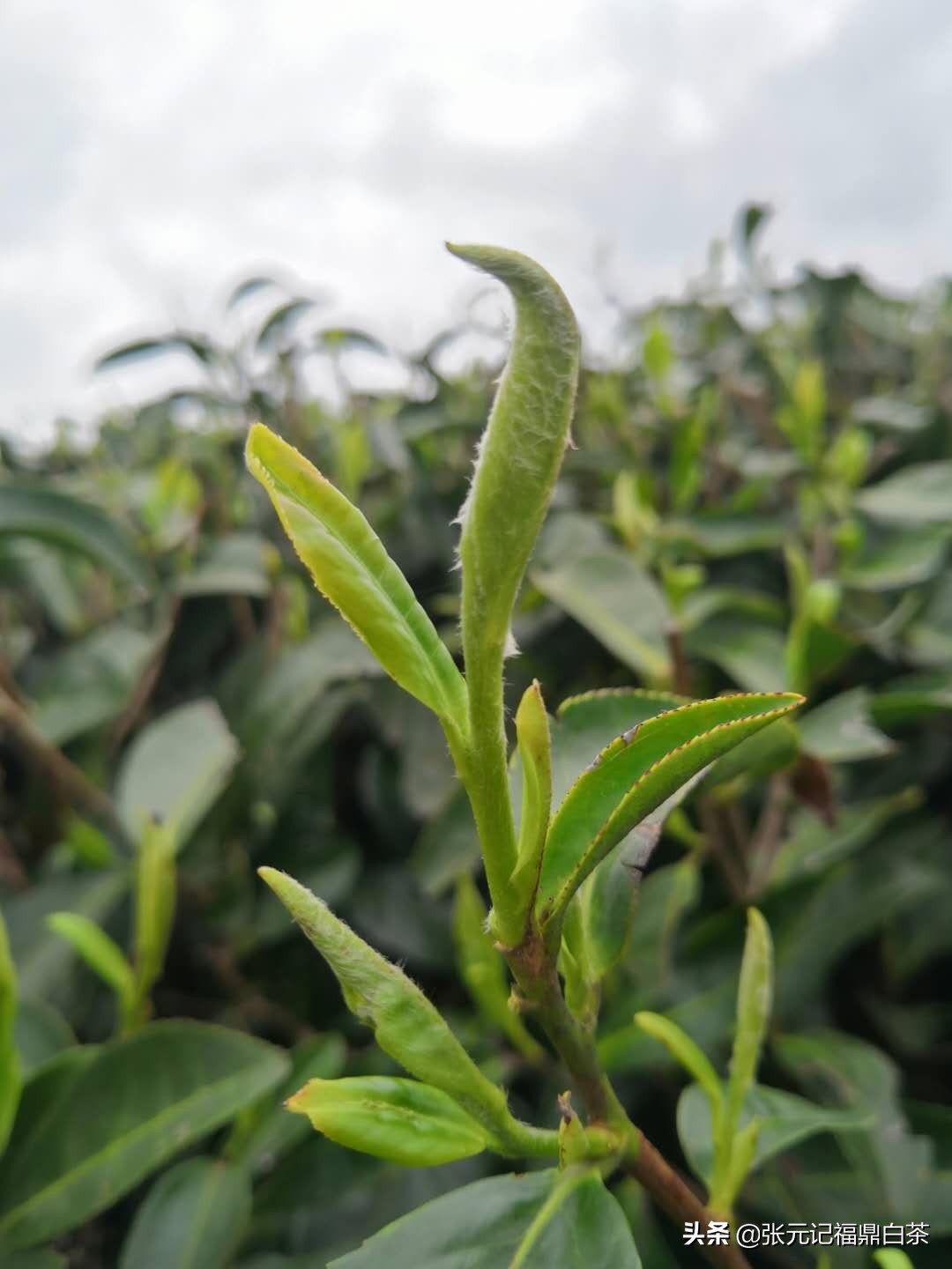 张元记福鼎白茶白牡丹,福鼎白茶张元记
