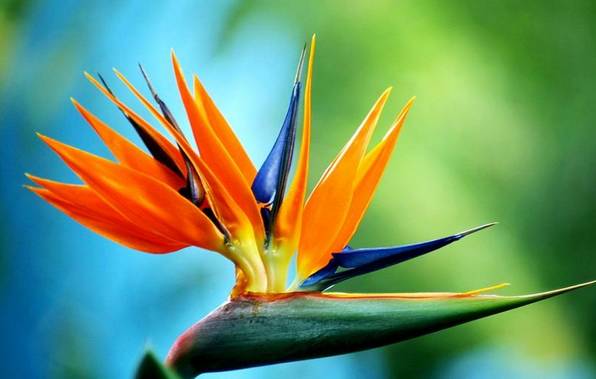 50种常见花卉浇水技巧,50种花卉种植技巧