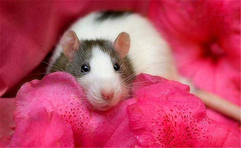 花枝鼠生宝宝后注意事项,两个月的花枝鼠怀孕了怎么办