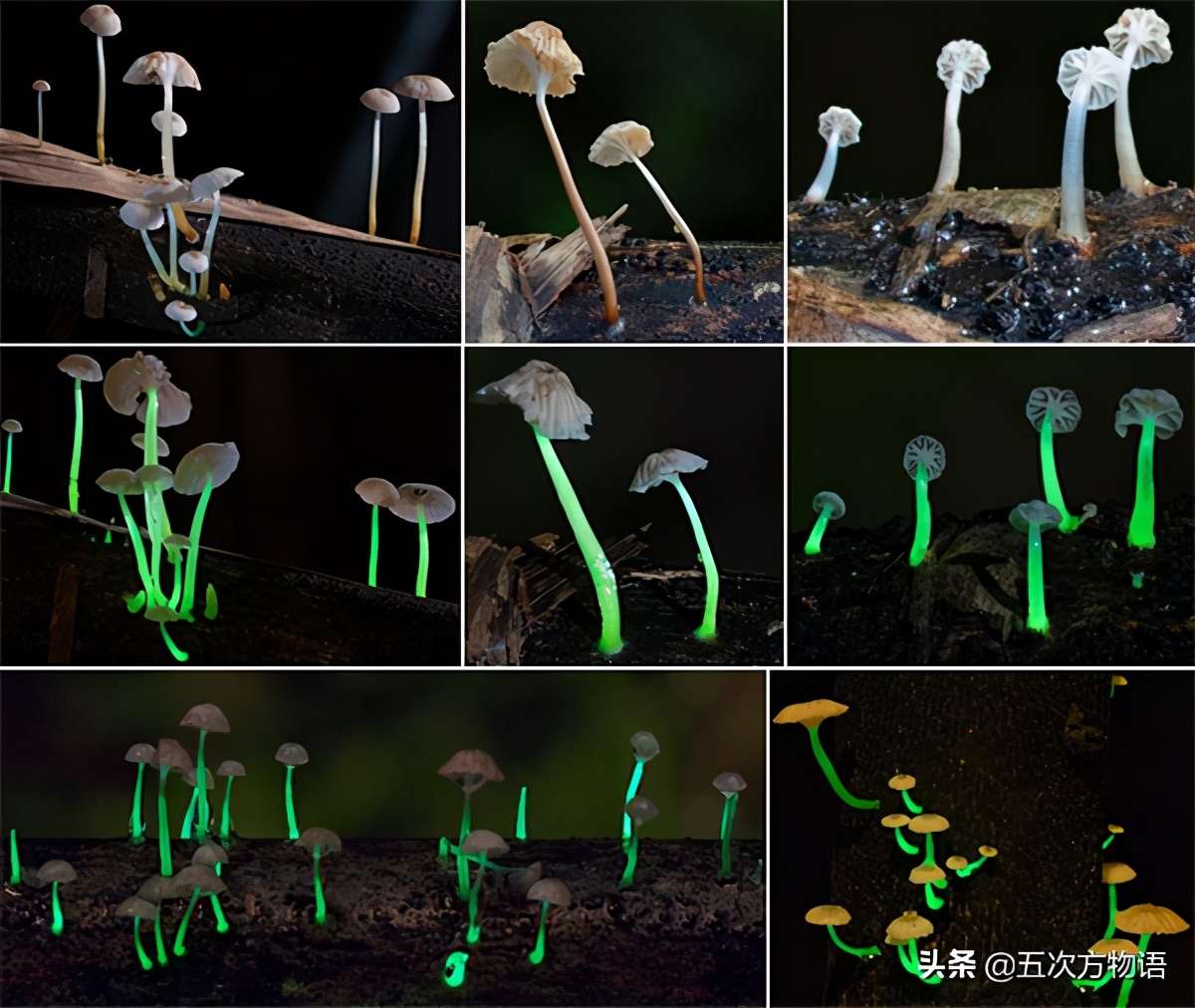 从学习强国的一道题说起，陆地上到底有没有发光植物？
