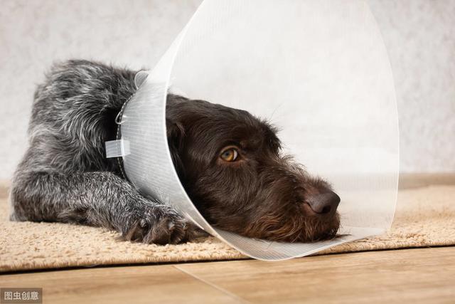 泰迪狗狗生病的各种症状以及疗法,狗狗生病四肢无力站不稳什么原因