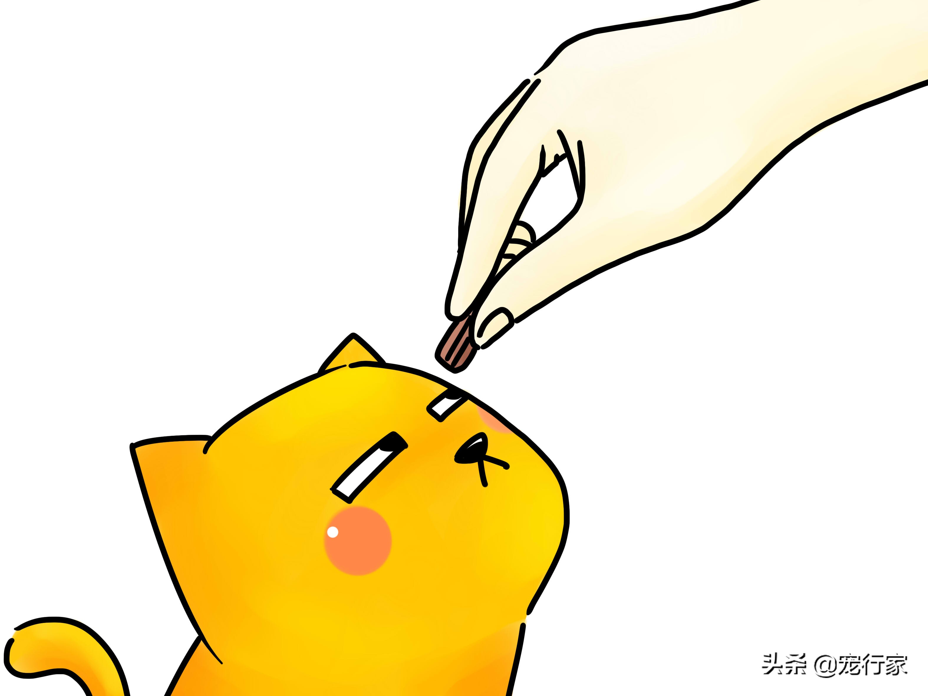 如何照顾耳聋的猫咪,如何照顾耳聋的猫