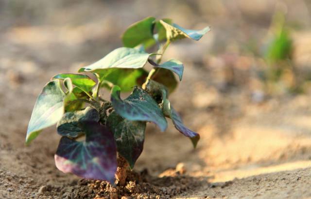 特色土家凉菜,恩施菜凉菜