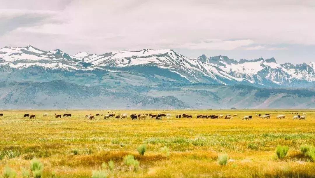 日本高科技农业有哪些,日本农业值得研究的点