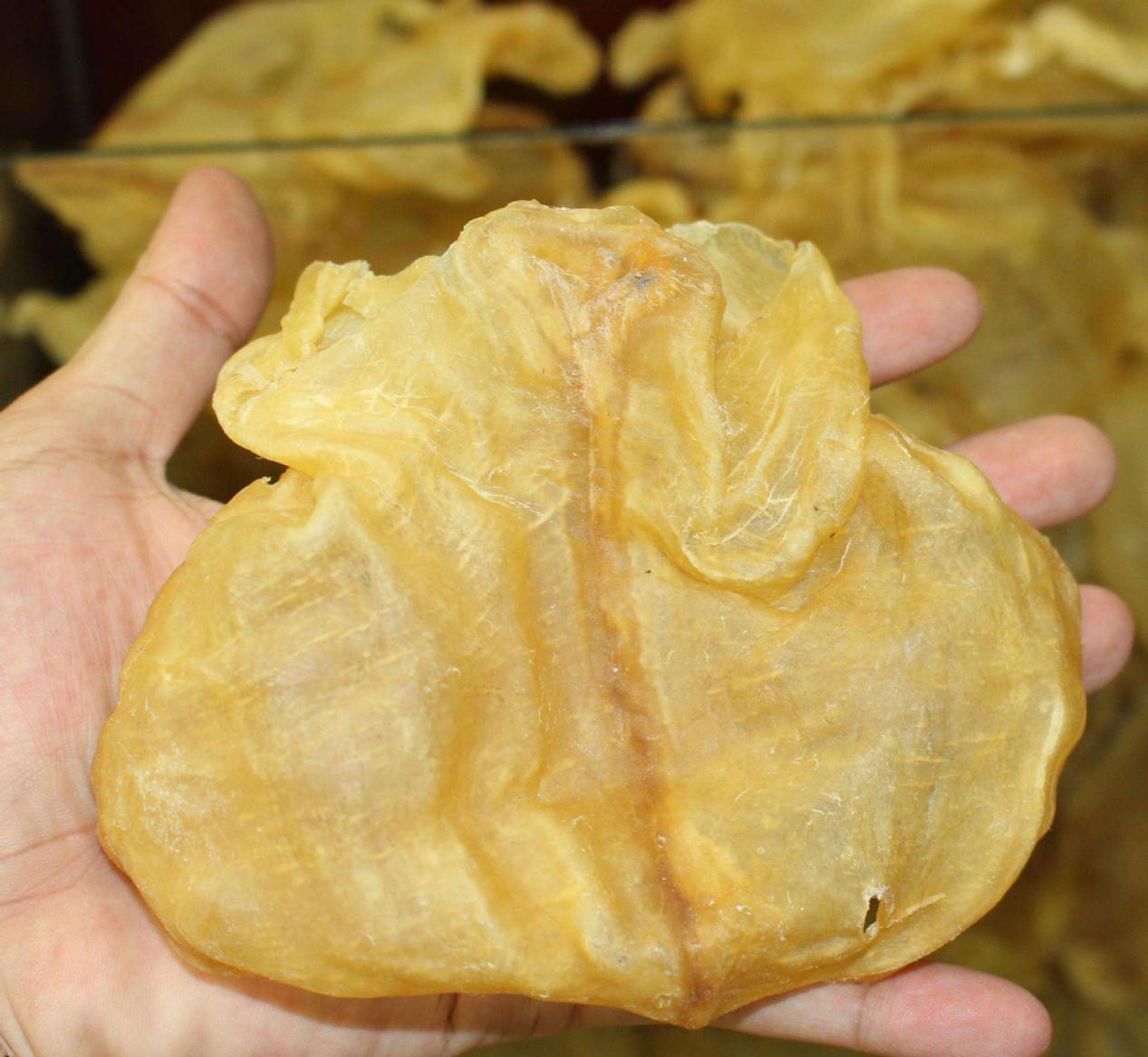 鱼胶真那么值钱吗,鱼胶为什么这么贵不就是鱼鳔吗