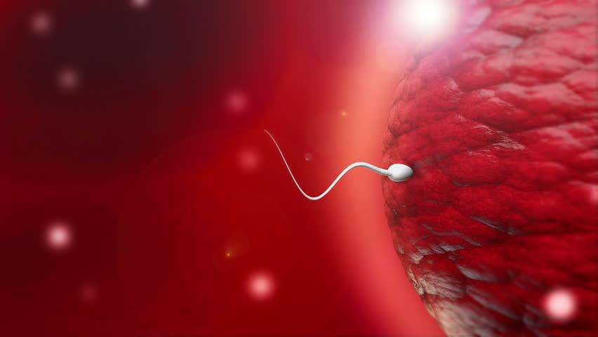 超生动|家禽生殖系统结构和禽蛋形成过程