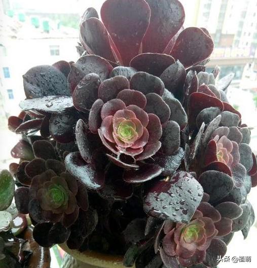 新买的黑法师上盆要不要浇水,黑腐的法师多久能重新上盆