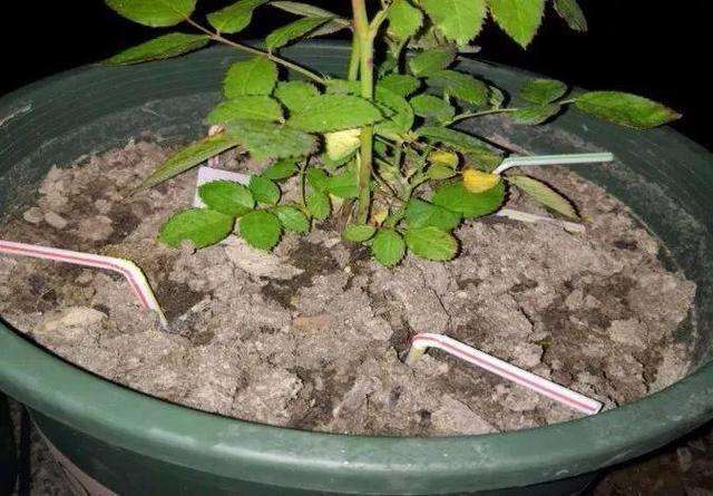 盆土变软,土结块怎么快速弄松换盆