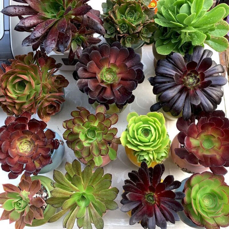 这“38种花”，当你开始收集品种时，你已入坑颇深