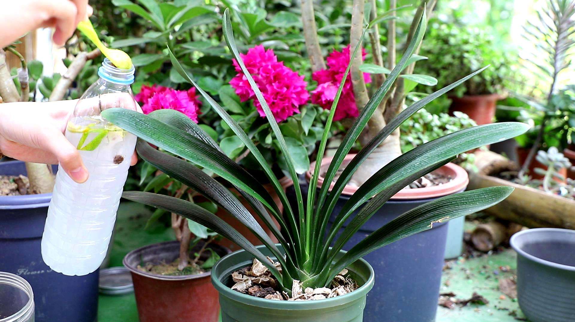 淘米水养花技术,养花浇淘米水有什么作用