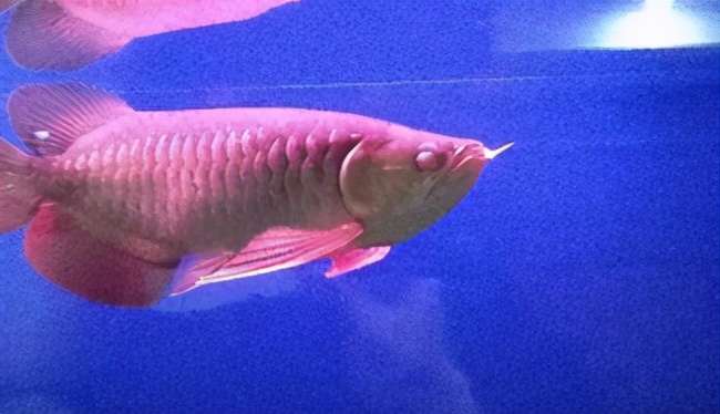 小龙鱼疾病,龙鱼突发疾病