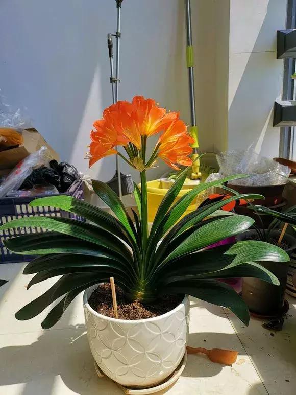 君子兰夹箭磷酸二氢钾怎么施肥,君子兰怎样管理才能够开花长得快