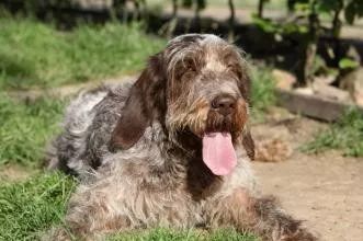 史毕诺犬,每日一狗苏格兰梗