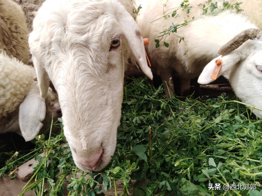 养羊头疼的原因,养羊遇到的问题有哪些