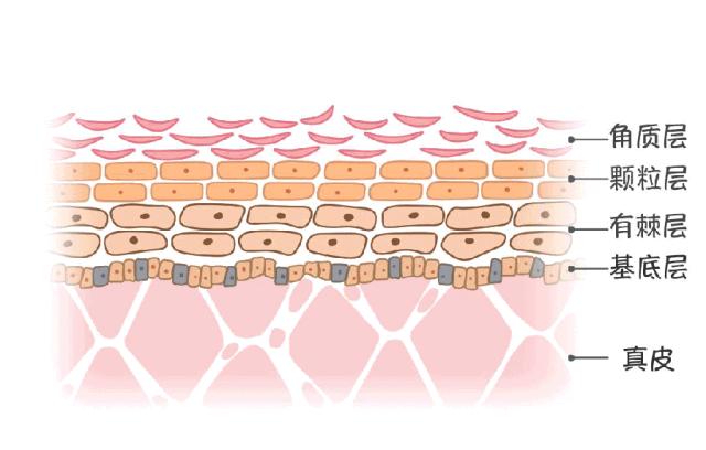 bbc沙棘面霜 (老爸评测bbc面霜)