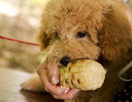 养泰迪犬是我这辈子最不后悔的事,饲养泰迪犬要记住7件事