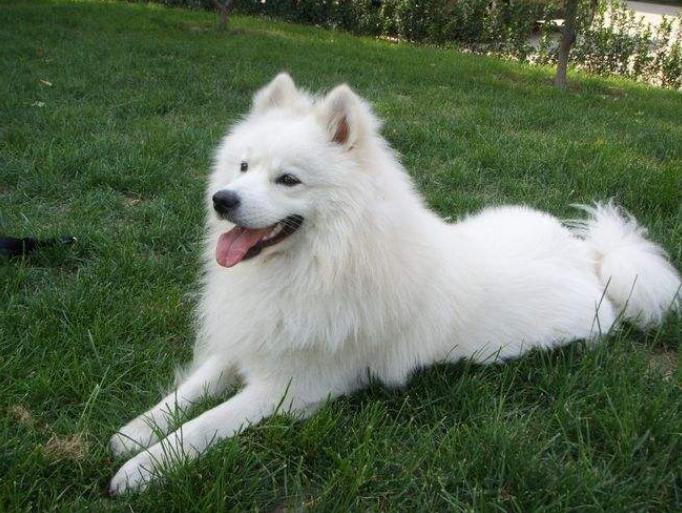 有一只太粘人的狗是什么体验？铲屎官哭诉：像是强塞了一个女朋友