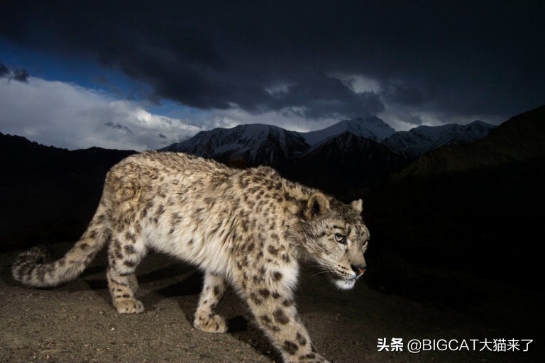 雪豹幕后冷知识,雪豹相关小知识
