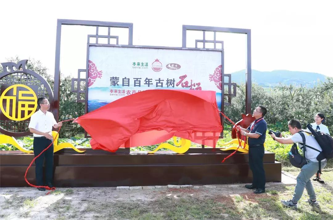 蒙自老树石榴图片大全,云南蒙自宝石石榴