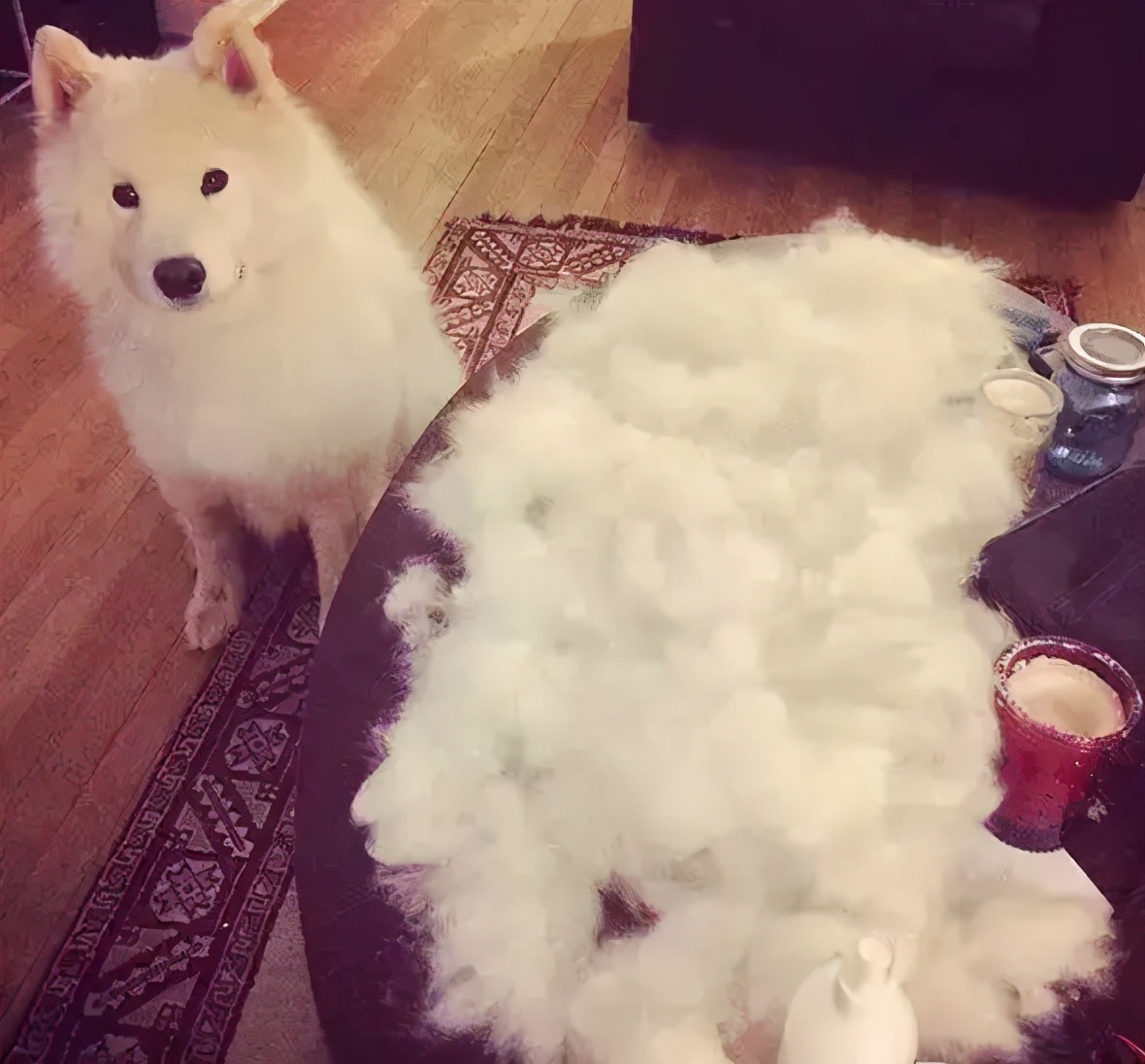 狗本来不掉毛却突然开始掉毛,狗狗身上毛秃了一块