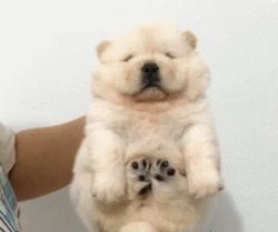 可爱呆萌的小奶狗视频,可爱可奶呆萌的小奶狗