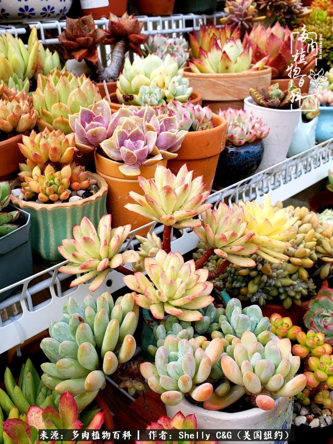 美国纽约有多少华裔人,美国纽约有多少个华人