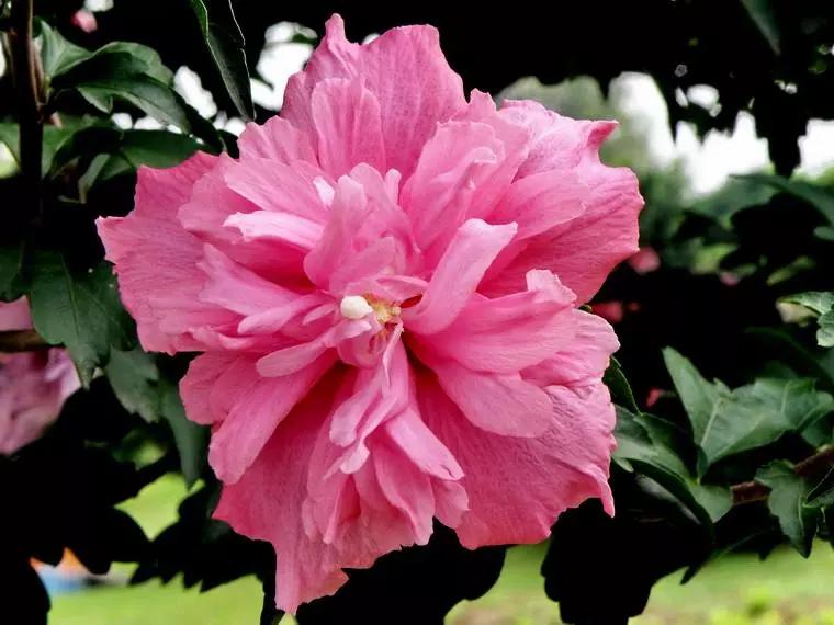 世界各国的国花集锦,英国国花世界各国的国花