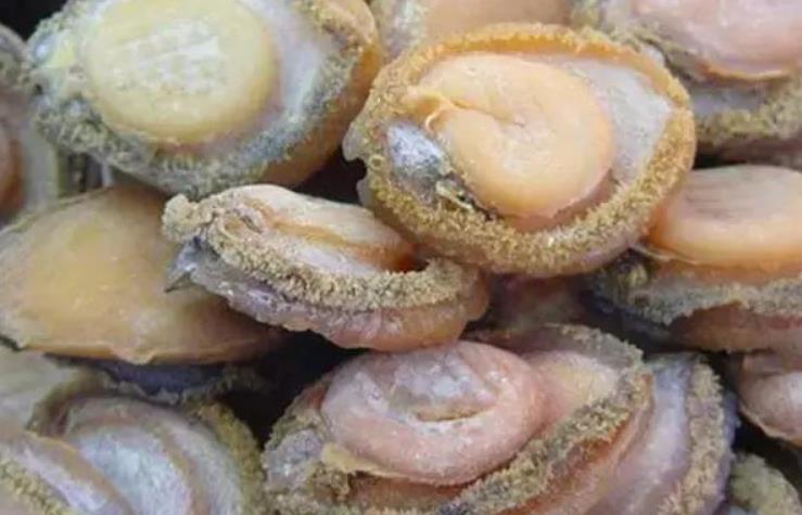 世界鲍鱼品种大全，你若知道其中5种，我叫你三声大哥