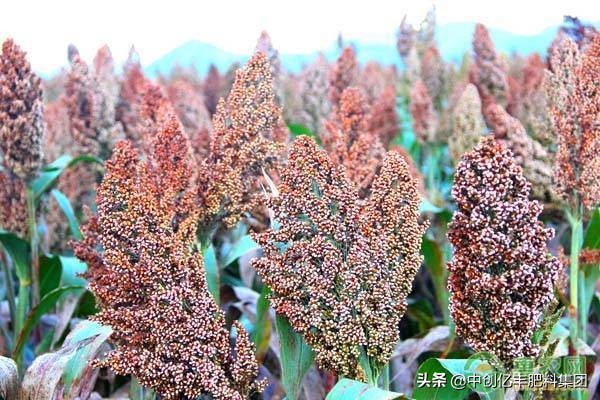 夏播谷子高产种植技术,高粱覆膜种植技术