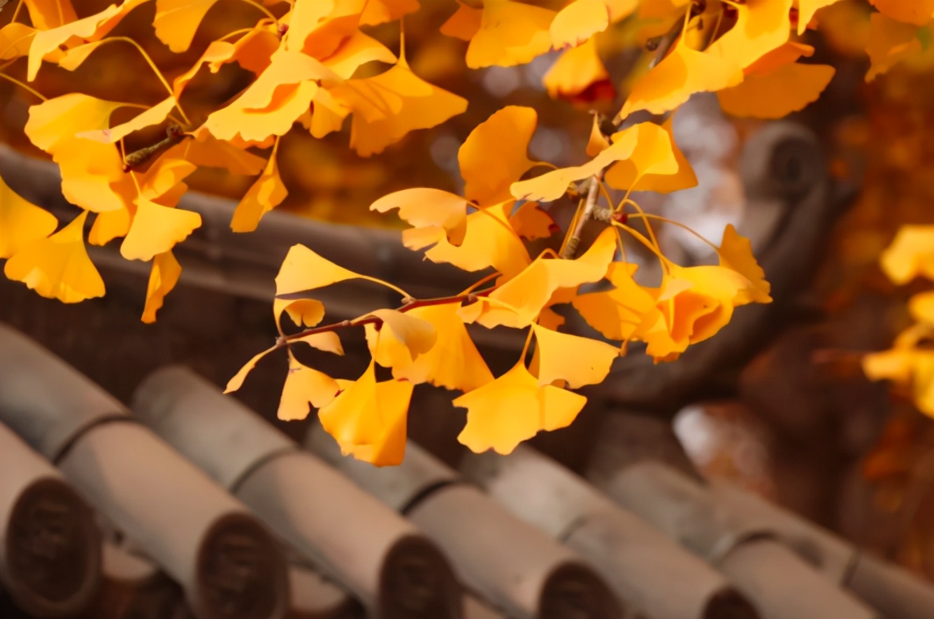 银杏树果子有毒吗,银杏树果子能吃吗