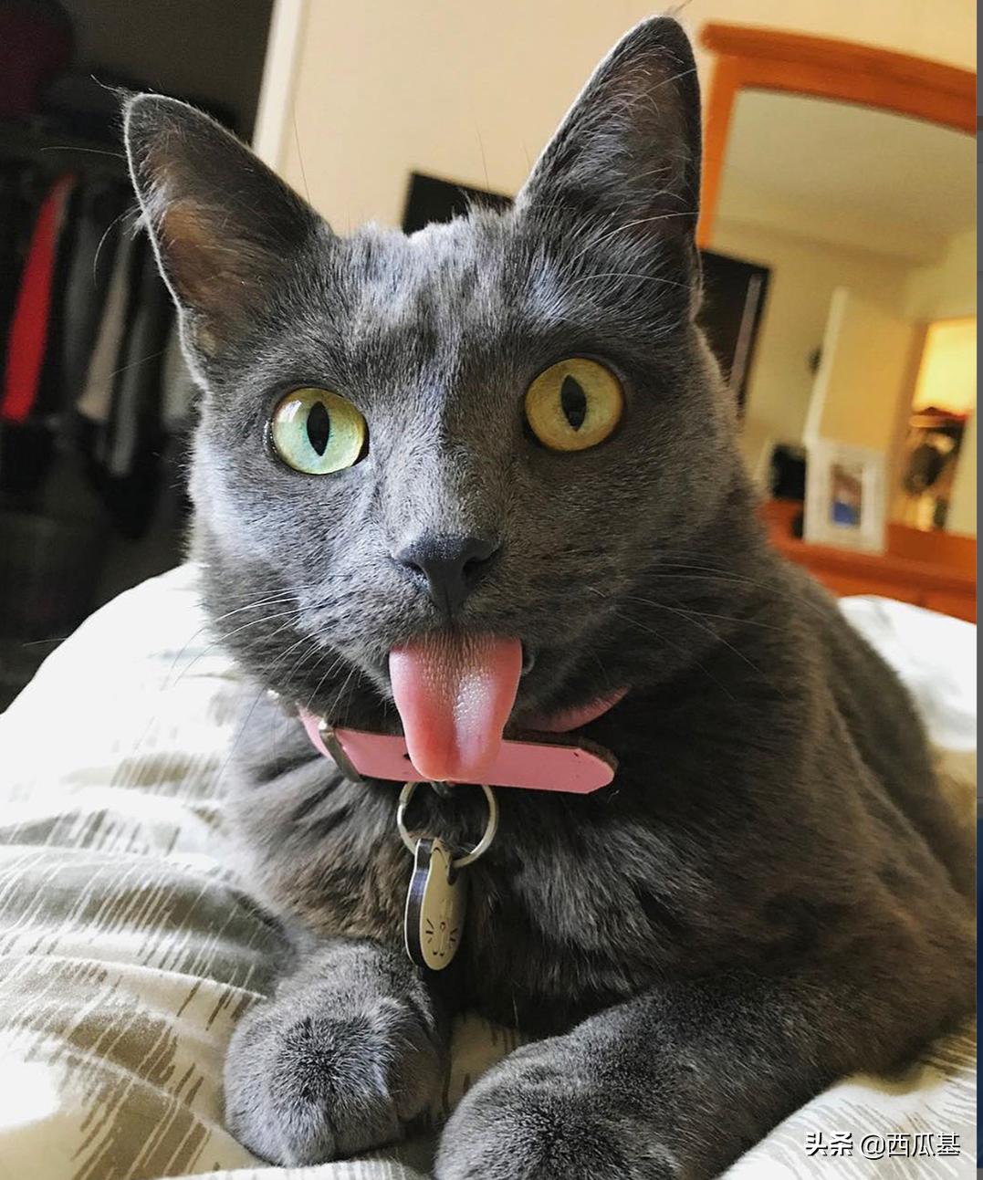 猫咪的三只眼睛,什么猫咪两只眼睛颜色不同