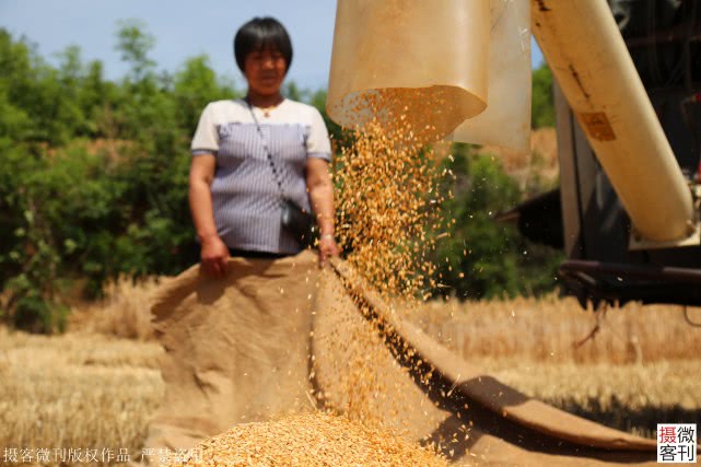 大山深处小麦开割，庄稼地里有人送来承诺书，现场签字