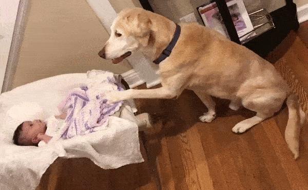 祝铲屎官麻麻节日快乐!毛孩子的行动超暖心了