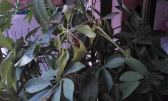 鸭脚木枝叶扦插不发芽,鸭脚木不黄叶的妙招