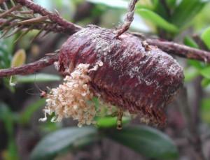 辟谣螳螂吃瘊子,螳螂为什么吃掉配偶真相是什么