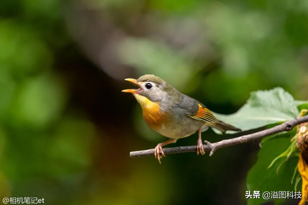 适马150-600s镜头评测,适马新镜头70-200