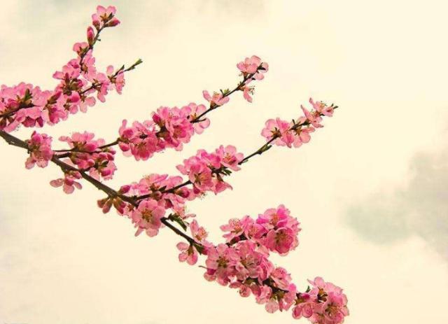 趣味测试：你认为哪一枝桃花最漂亮？测你近期的桃花运如何