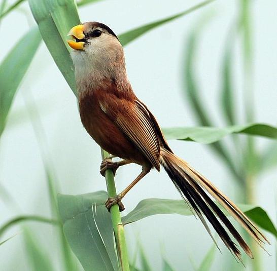 广东常见鸟类图谱和名称图文,东江揽胜鸟类