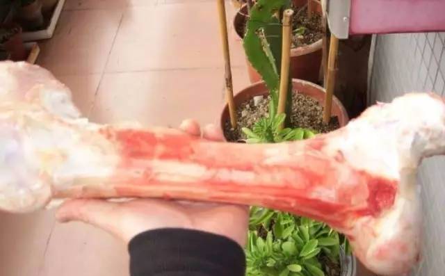 吃剩的骨头别再扔了,吃剩的牛骨头怎么办