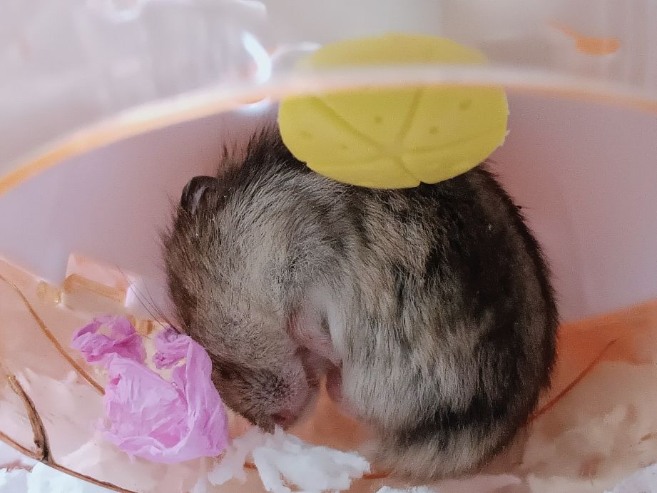 仓鼠怎么养才会怀孕要注意什么,怀孕的小仓鼠应该注意什么