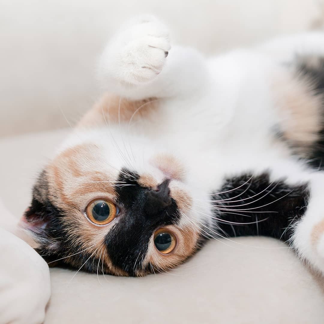 一岁多的猫得了猫瘟能治好吗,一岁的猫猫瘟可以治好么