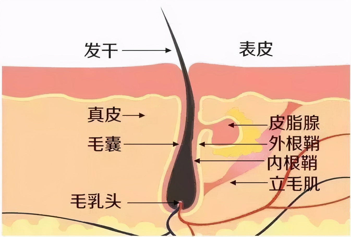 别踩雷啦！女生常见的脱毛误区，一次说明白